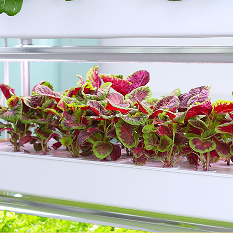 Hydroponics Growing System Ver - Smart Garden Vertical 评论和价格