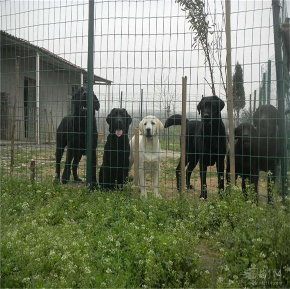 30M Metal Net Garden Fence Law - Smart Garden Fence 评论和价格